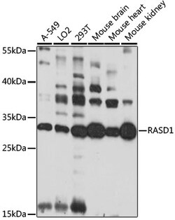 ABclonal Technology&nbsp;RASD1 Rabbit pAb