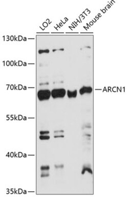 ABclonal Technology&nbsp;ARCN1 Rabbit pAb