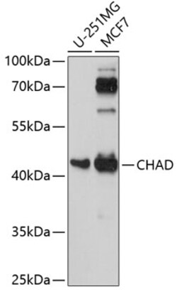 ABclonal Technology&nbsp;CHAD Rabbit pAb