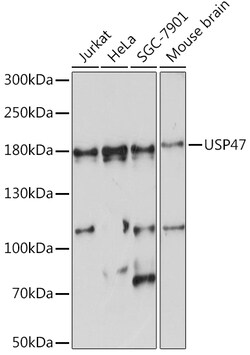 ABclonal Technology&nbsp;USP47 Rabbit pAb