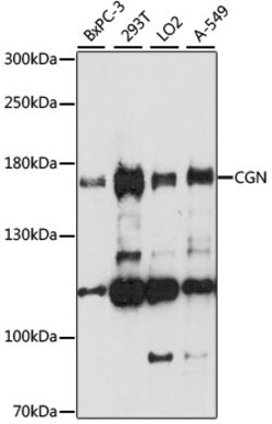 ABclonal Technology&nbsp;CGN Rabbit pAb