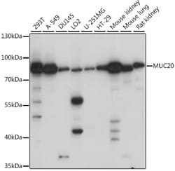 ABclonal Technology&nbsp;MUC20 Rabbit pAb