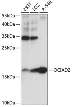 ABclonal Technology&nbsp;OCIAD2 Rabbit pAb