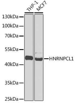 ABclonal Technology&nbsp;HNRNPCL1 Rabbit pAb