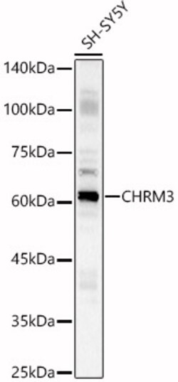 ABclonal Technology&nbsp;CHRM3 Rabbit pAb