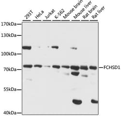 ABclonal Technology&nbsp;FCHSD1 Rabbit pAb
