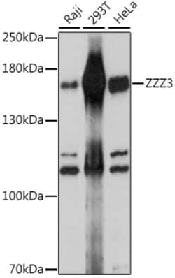 ABclonal Technology&nbsp;ZZZ3 Rabbit pAb