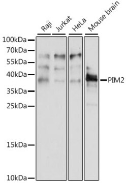 ABclonal Technology&nbsp;PIM2 Rabbit pAb