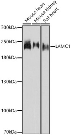 ABclonal Technology&nbsp;LAMC1 Rabbit pAb