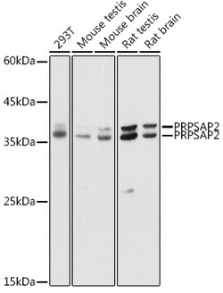 ABclonal Technology&nbsp;PRPSAP2 Rabbit pAb