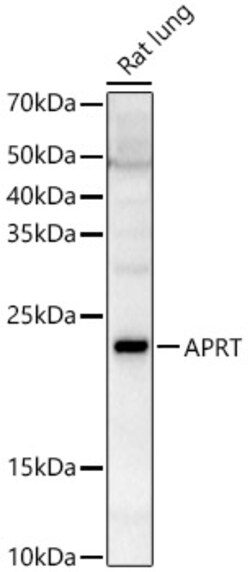 ABclonal Technology&nbsp;APRT Rabbit pAb
