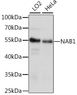 ABclonal Technology&nbsp;NAB1 Rabbit pAb