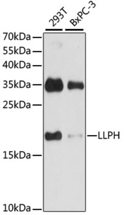 ABclonal Technology&nbsp;LLPH Rabbit pAb