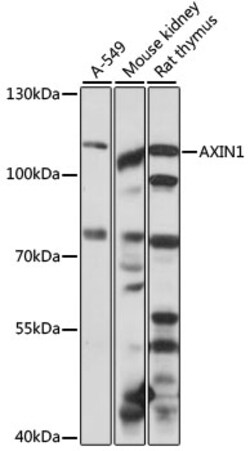 ABclonal Technology&nbsp;AXIN1 Rabbit pAb