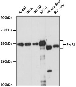 ABclonal Technology&nbsp;BMS1 Rabbit pAb