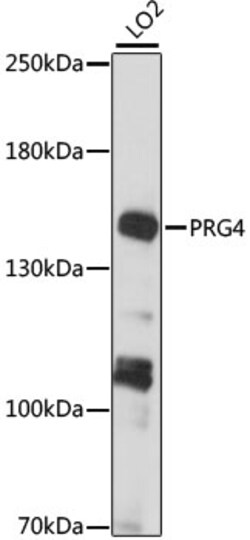 ABclonal Technology&nbsp;PRG4 Rabbit pAb