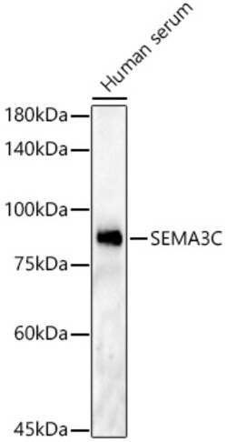 ABclonal Technology&nbsp;SEMA3C Rabbit pAb