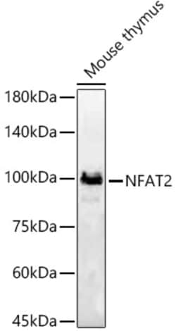ABclonal Technology&nbsp;NFAT2 Rabbit pAb