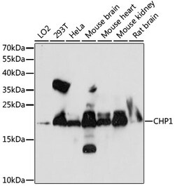 ABclonal Technology&nbsp;CHP1 Rabbit pAb