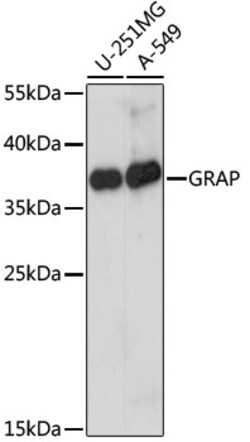 ABclonal Technology&nbsp;GRAP Rabbit pAb
