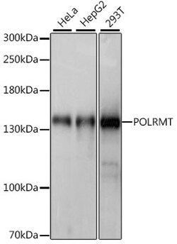 ABclonal Technology&nbsp;POLRMT Rabbit pAb