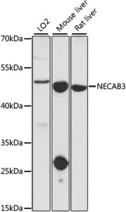ABclonal Technology&nbsp;NECAB3 Rabbit pAb