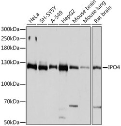 ABclonal Technology&nbsp;IPO4 Rabbit pAb