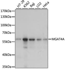ABclonal Technology&nbsp;MGAT4A Rabbit pAb