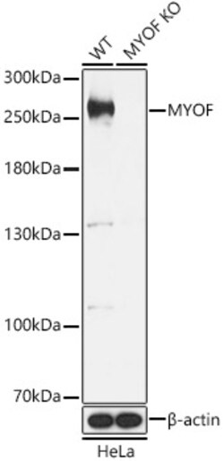 ABclonal Technology&nbsp;[KO Validated] MYOF Rabbit pAb