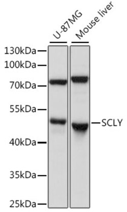 ABclonal Technology&nbsp;SCLY Rabbit pAb