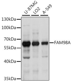 ABclonal Technology&nbsp;FAM98A Rabbit pAb