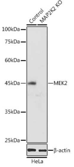 ABclonal Technology&nbsp;[KO Validated] MEK2 Rabbit pAb