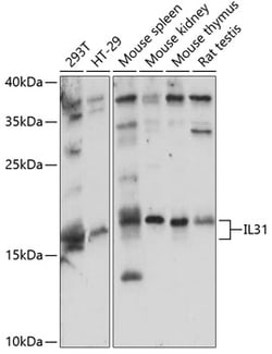 ABclonal Technology&nbsp;IL31 Rabbit pAb