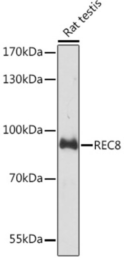 ABclonal Technology&nbsp;REC8 Rabbit pAb