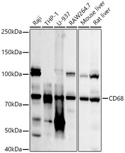 ABclonal Technology&nbsp;CD68 Rabbit pAb