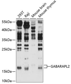 ABclonal Technology&nbsp;GABARAPL2 Rabbit pAb