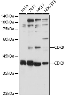 ABclonal Technology&nbsp;CDK9 Rabbit pAb