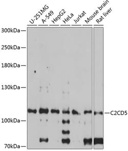 ABclonal Technology&nbsp;C2CD5 Rabbit pAb