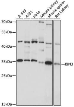 ABclonal Technology&nbsp;BIN3 Rabbit pAb