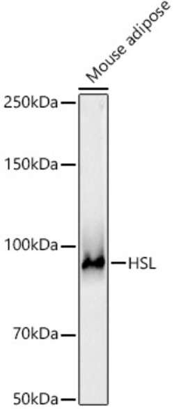 ABclonal Technology&nbsp;HSL Rabbit pAb