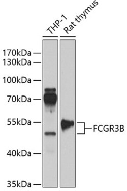 ABclonal Technology&nbsp;FCGR3B Rabbit pAb