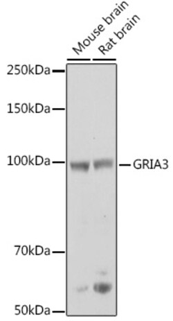 ABclonal Technology&nbsp;GRIA3 Rabbit pAb