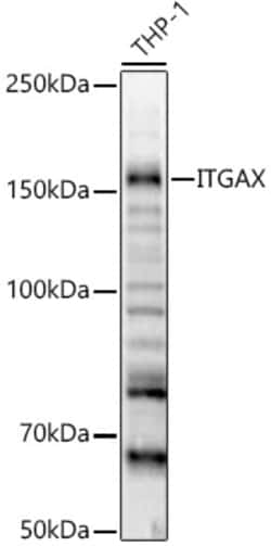 ABclonal Technology&nbsp;ITGAX Rabbit pAb