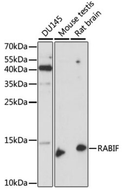 ABclonal Technology&nbsp;RABIF Rabbit pAb