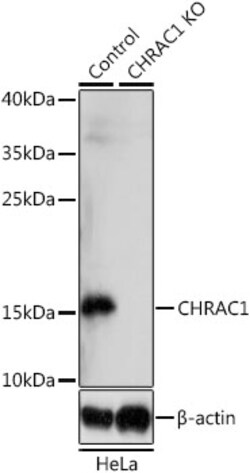ABclonal Technology&nbsp;[KO Validated] CHRAC1 Rabbit pAb