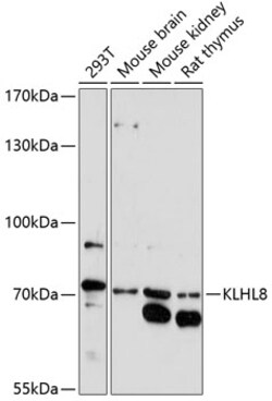 ABclonal Technology&nbsp;KLHL8 Rabbit pAb