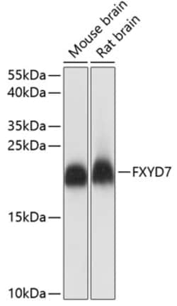 ABclonal Technology&nbsp;FXYD7 Rabbit pAb