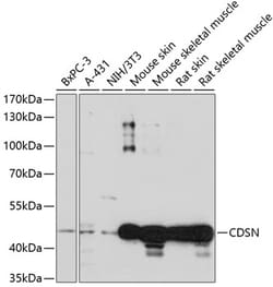 ABclonal Technology&nbsp;CDSN Rabbit pAb