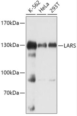 ABclonal Technology&nbsp;LARS Rabbit pAb