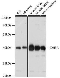 ABclonal Technology&nbsp;IDH3A Rabbit pAb